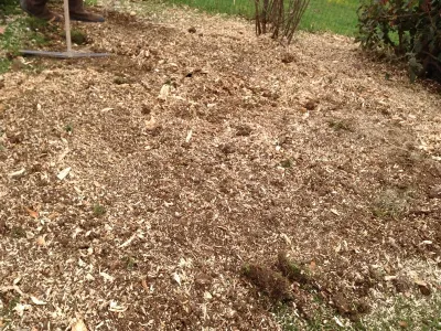 Zone nettoyée après dessouchage, copeaux de bois et sol prêt pour aménagement