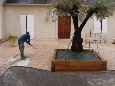 Mise en place du gravier décoratif autour d’un olivier lors de l’aménagement d’un patio
