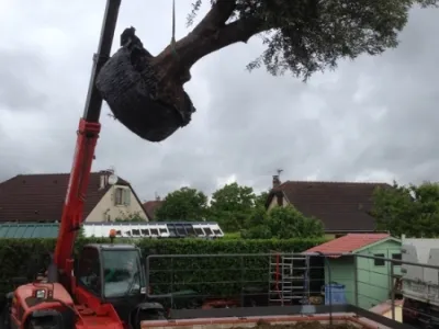 Plantation d’un arbre avec engin de levage dans le cadre d’un aménagement paysager