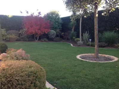 Espace vert rénové avec engazonnement, arbre central et massifs décoratifs