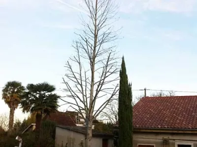 Abattage d’arbre de grande hauteur dans un jardin résidentiel avant aménagement paysager